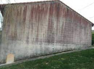 Démoussage de façade en crépi à Lorient