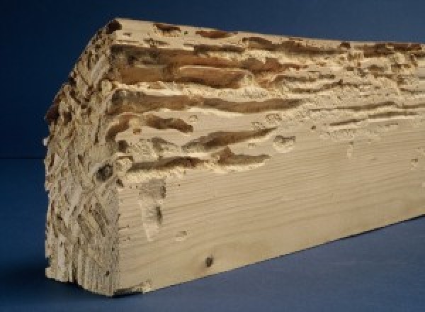 Les xylophages à Montesquieu-Avantès